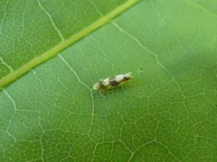 Erythroneura elegans