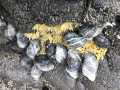 Acanthinucella punctulata