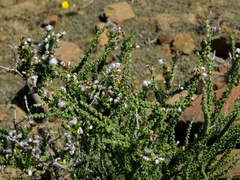 Eriocephalus pauperrimus