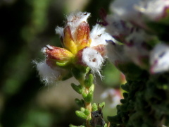 Eriocephalus pauperrimus