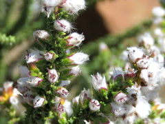 Eriocephalus pauperrimus