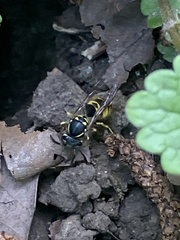 Vespinae