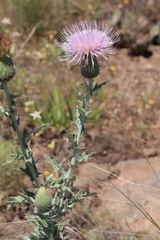 Cirsium undulatum