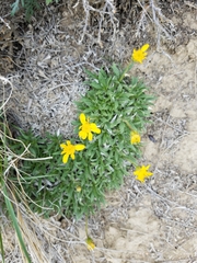 Stenotus acaulis glabratus