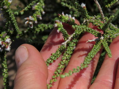 Eriocephalus pauperrimus