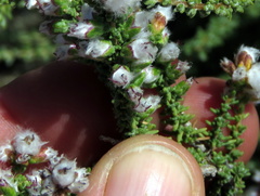 Eriocephalus pauperrimus