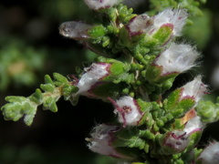 Eriocephalus pauperrimus