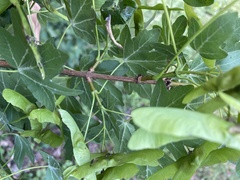 Acer campestre