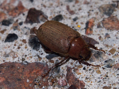 Exolontha serrulata