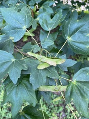 Acer campestre