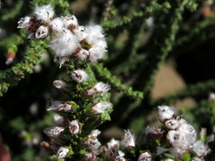 Eriocephalus pauperrimus