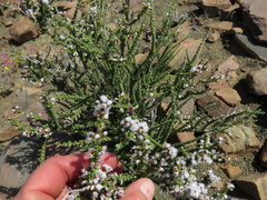Eriocephalus pauperrimus
