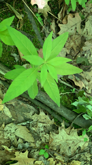 Lysimachia quadrifolia