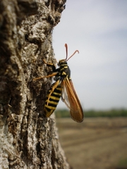 Paranthrene tabaniformis