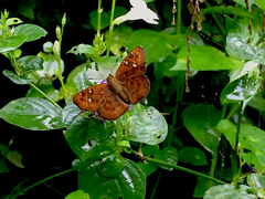 Pseudocoladenia dan dhyana