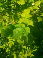 Rubus idaeus
