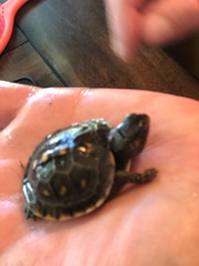 Terrapene carolina carolina