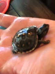 Terrapene carolina carolina