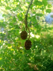 Alnus glutinosa