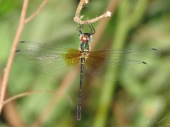 Idionyx claudia