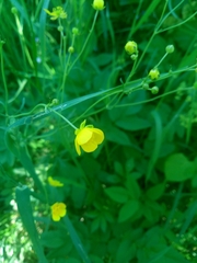 Ranunculus acris