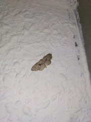 Idaea laevigata