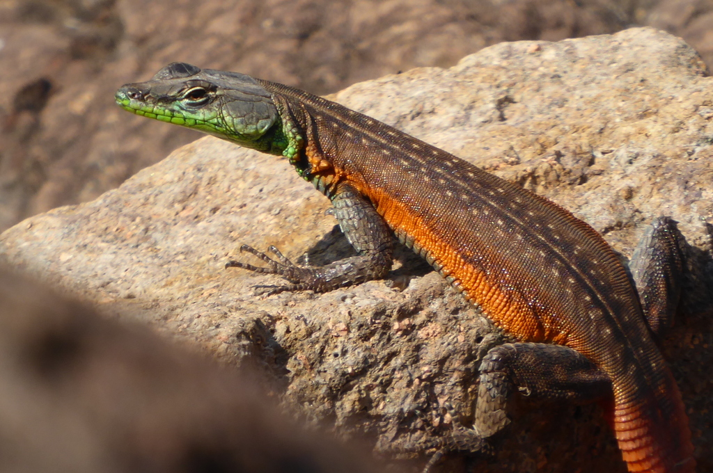Lebombo Flat Lizard