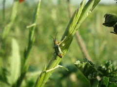 Clanoptilus marginellus