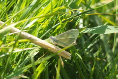 Leptidea juvernica
