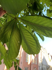 Aesculus hippocastanum