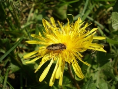 Acmaeodera pilosellae