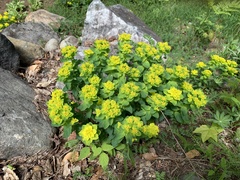 Helioscopia