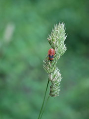 Pyrrhocoris apterus