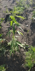 Cannabis sativa spontanea
