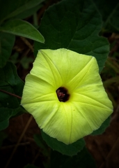 Ipomoea longeramosa