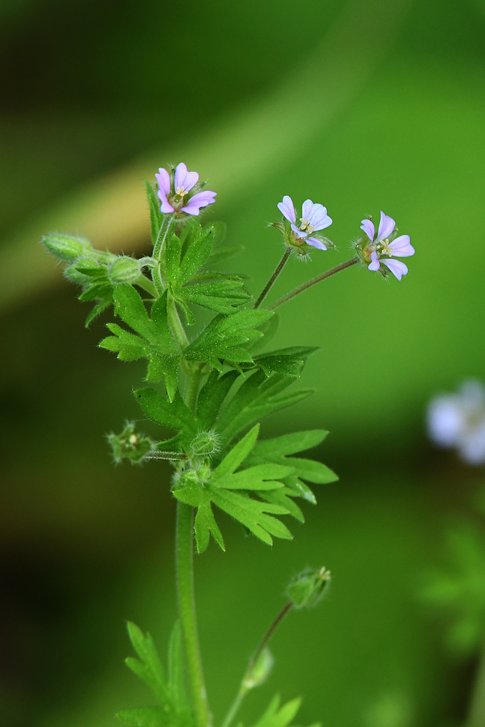 Geranium pusillum — a medium houseplant, prefers partial sun light