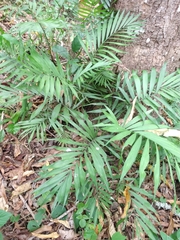 Chamaedorea elegans