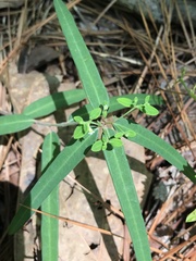 Euphorbia discoidalis