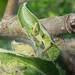 Yponomeuta malinellus