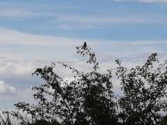 Emberiza schoeniclus