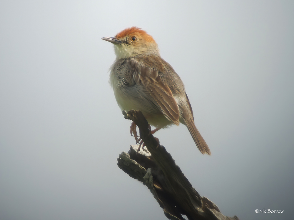 Tiny Cisticola illustration