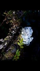 Cora glabrata