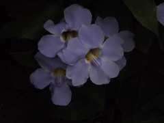 Thunbergia grandiflora