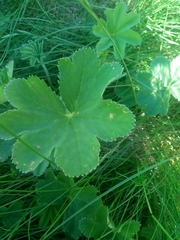 Alchemilla