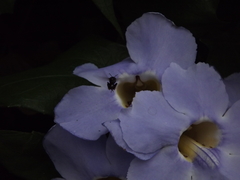Thunbergia grandiflora