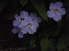 Thunbergia grandiflora