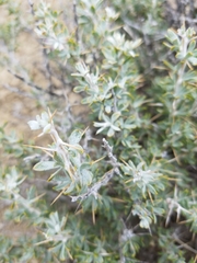 Tetradymia nuttallii