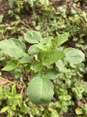 Sambucus nigra