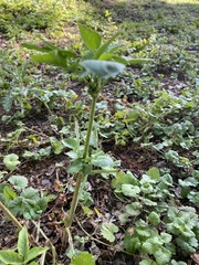 Sambucus nigra