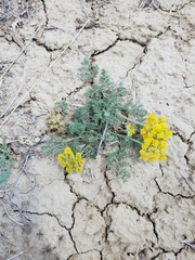 Lomatium foeniculaceum